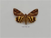 藏品(夜蛾385)的圖片